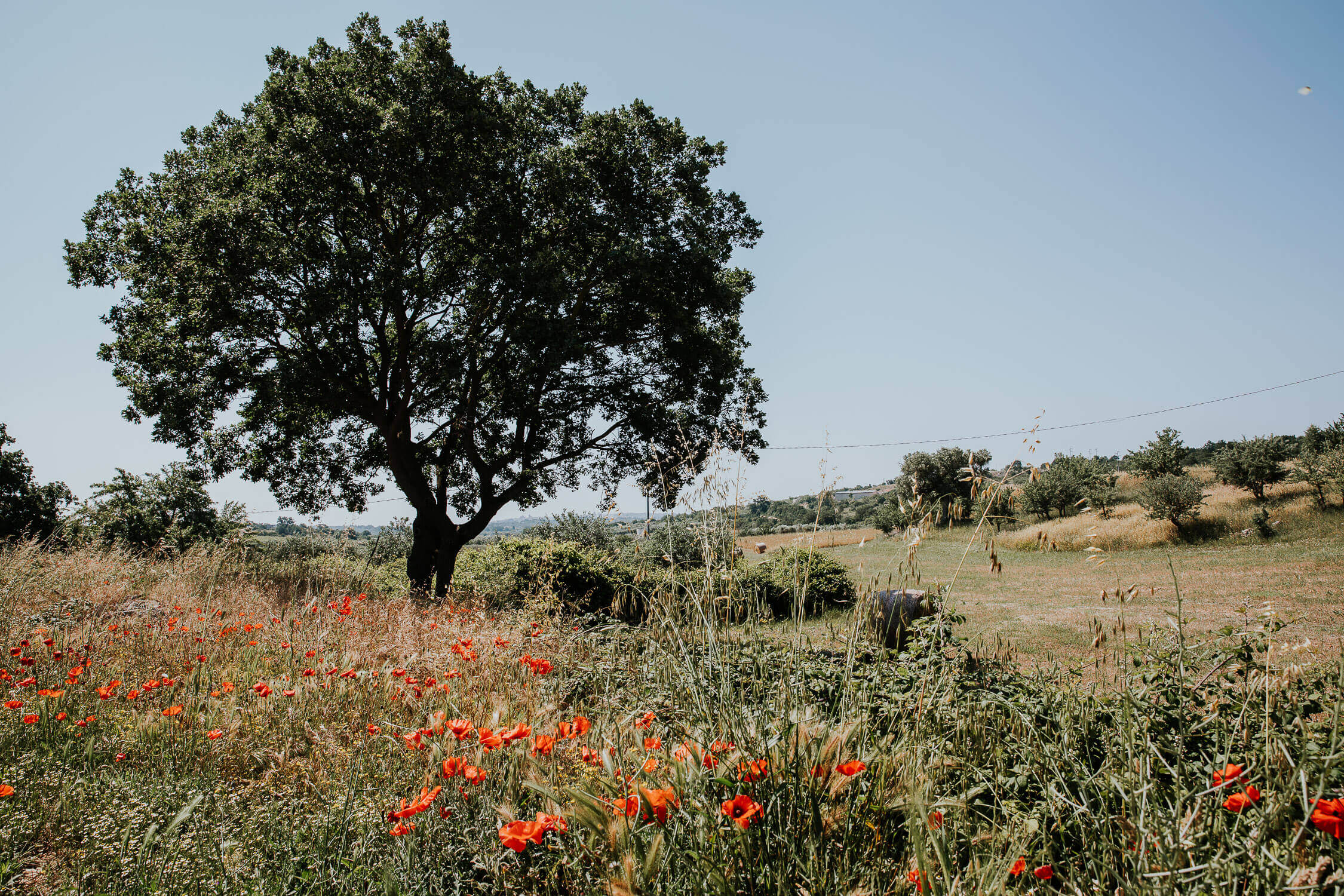 masseria grieco wedding in puglia ostuni